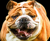 Announcing 31st Annual All-Pavlovich Team